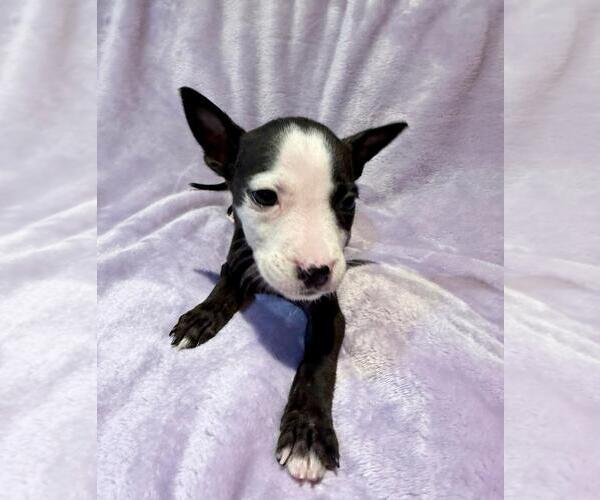 Medium Photo #11 Mutt Puppy For Sale in Plainfield, IL, USA