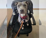 Small #9 American Pit Bull Terrier-Labrador Retriever Mix