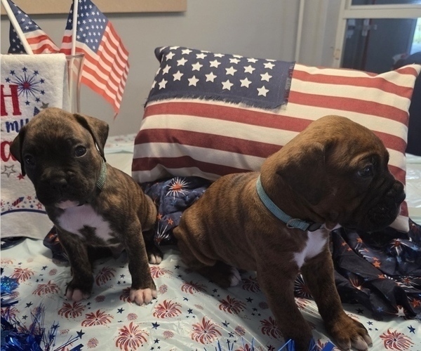 Medium Photo #14 Boxer Puppy For Sale in FORT MYERS, FL, USA