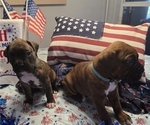Small #13 Boxer