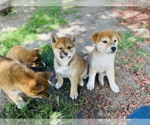 Medium Photo #24 Shiba Inu Puppy For Sale in FREMONT, CA, USA