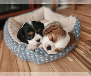 Cavalier King Charles Spaniel Puppy for sale in MOUNTAIN HOME, ID, USA