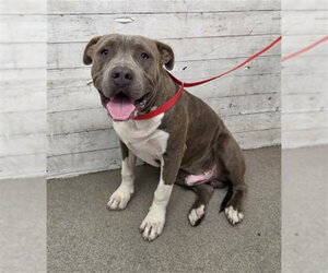 Mutt Dogs for adoption in San Bernardino, CA, USA