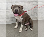 BOOG - Male Mutt Dog for Adoption - Small photo