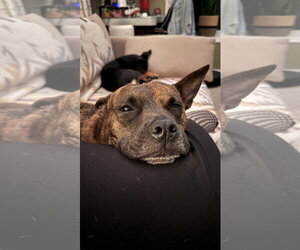 Sissy - ADOPTION PENDING!! - Female Mutt Dog for Adoption - Photo #4