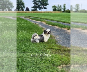 Father of the Shih-Poo puppies born on 07/07/2025