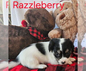 Maltese-Poodle (Standard) Mix Dogs for adoption in San Bernardino, CA, USA