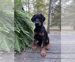 Small #6 Doberman Pinscher