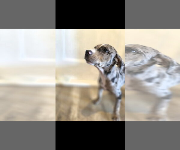 Medium Photo #3 Catahoula Leopard Dog-Unknown Mix Puppy For Sale in New London, WI, USA