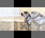 Small #2 Catahoula Leopard Dog Mix