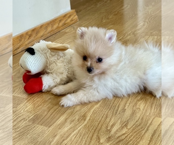Medium Photo #4 Pomeranian Puppy For Sale in SILEX, MO, USA