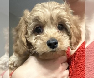 Cavapoo (Miniature) Puppy for sale in REHOBOTH, MA, USA