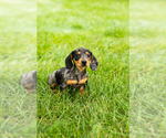Small #1 Dachshund