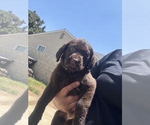 Labrador Retriever Puppy for sale in WEST COVINA, CA, USA