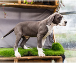 Small #4 Great Dane