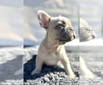 Small French Bulldog