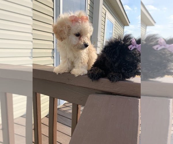Medium Photo #9 Maltipoo Puppy For Sale in KATY, TX, USA