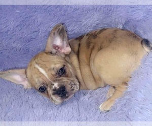 French Bulldog Puppy for sale in SANDY HOOK, KY, USA