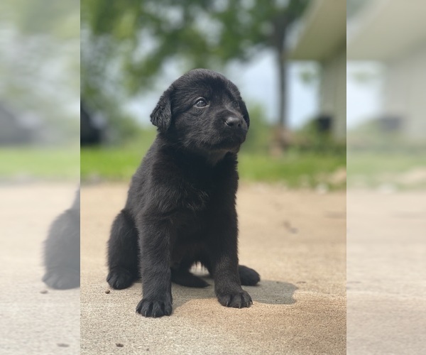Medium Photo #10 Shepradors Puppy For Sale in DIXON, MO, USA