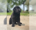 Small #9 Shepradors