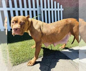 Mutt Dogs for adoption in Modesto, CA, USA