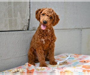 Poodle (Miniature) Puppy for sale in MILLERSBURG, OH, USA