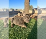 Small #6 French Bulldog