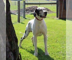 Father of the Great Dane puppies born on 03/04/2024