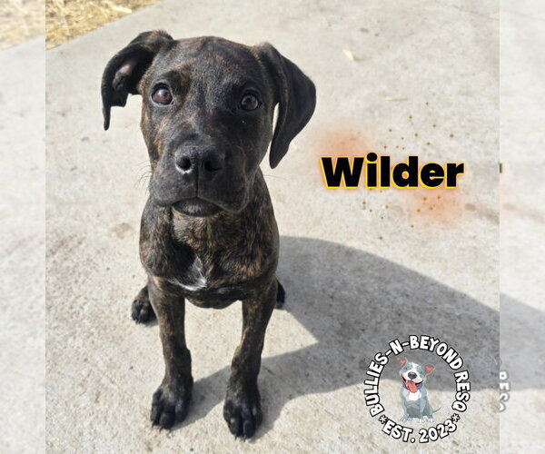 Medium Photo #20 Boxer-German Wirehaired Pointer Mix Puppy For Sale in Omaha, NE, USA