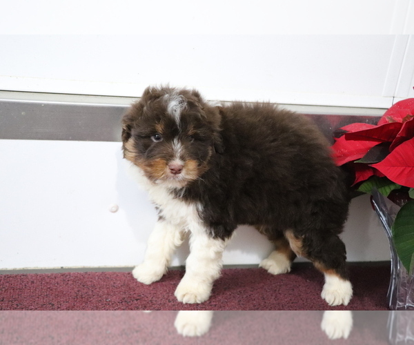 Medium Photo #3 Aussiedoodle Miniature  Puppy For Sale in SHILOH, OH, USA