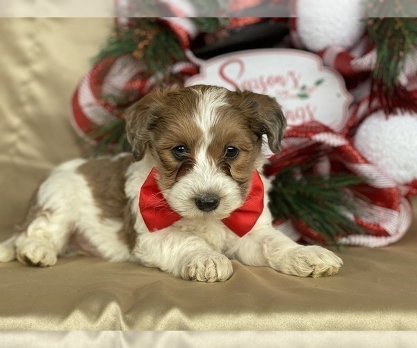 Medium Photo #3 Sheepadoodle Puppy For Sale in LANCASTER, PA, USA