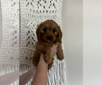 Puppy Gray Cockapoo (Miniature)