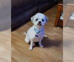 Small #5 Shih-Poo