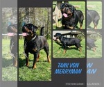 Small Photo #1 Rottweiler Puppy For Sale in BOSTON, VA, USA