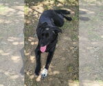 Small #4 Collie-Labrador Retriever Mix