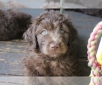 Small Photo #2 Bordoodle Puppy For Sale in JACKSONVILLE, FL, USA