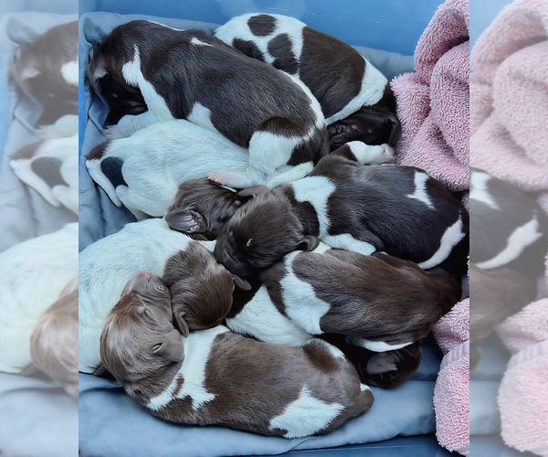 Medium Photo #1 German Shorthaired Pointer Puppy For Sale in KING GEORGE, VA, USA