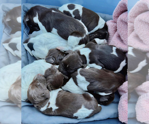 German Shorthaired Pointer Puppy for sale in KING GEORGE, VA, USA