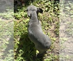 Puppy Synclaire French Bulldog
