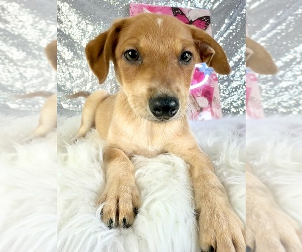 Medium Photo #2 Rat-Cha Puppy For Sale in INDIANAPOLIS, IN, USA