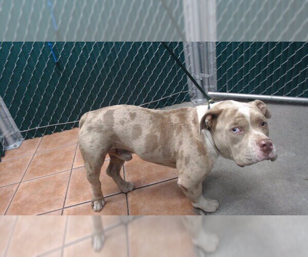 Medium Photo #1 Mutt Puppy For Sale in Downey, CA, USA