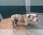 KANE - Male Mutt Dog for Adoption - Small photo
