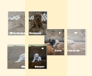 Maltipoo Litter for sale in IRMO, SC, USA