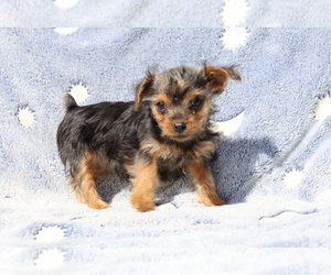 Yorkshire Terrier Puppy for sale in BLOOMINGTON, IN, USA