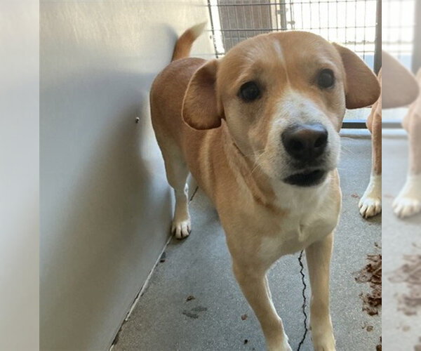 Medium Photo #2 Mutt Puppy For Sale in San Bernardino, CA, USA