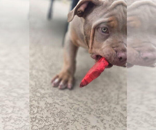 Medium Photo #33 American Bully Puppy For Sale in COPPERAS COVE, TX, USA