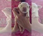 Small Photo #86 French Bullhuahua Puppy For Sale in SPRAGGS, PA, USA