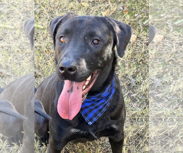 Medium Photo #3 Labrador Retriever Puppy For Sale in Phoenix, AZ, USA