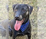 Small #2 Labrador Retriever
