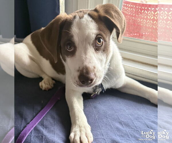 Medium Photo #9 Mutt Puppy For Sale in Washington, DC, USA